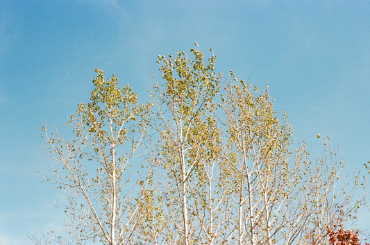 What Value Does Art/Creative Practice Bring to the World? Especially a World in Flux?